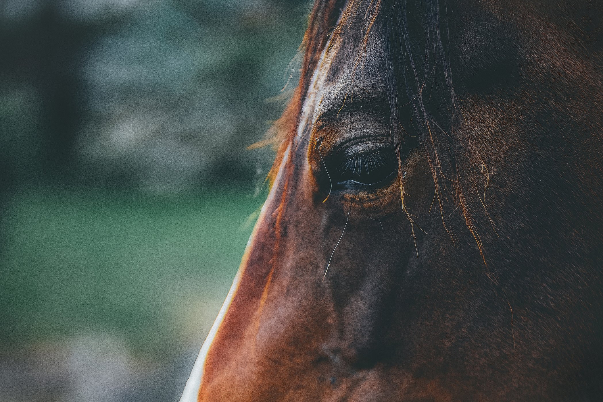 Horse in movement across an equestrian arena